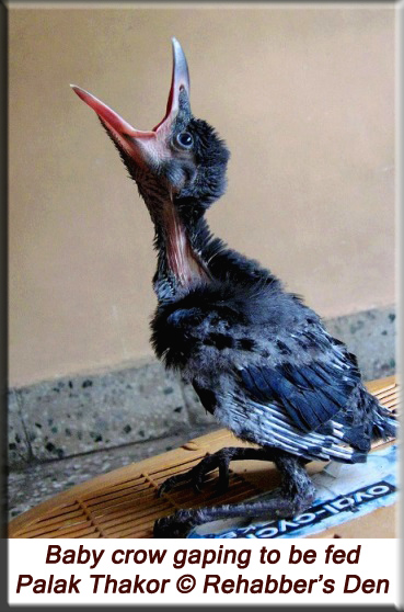 Baby crow gaping to be fed